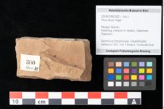 Foto (Objekt + Etikett) von Pinus leuce Unger (NHMW-GEO-2024-0188-0300)